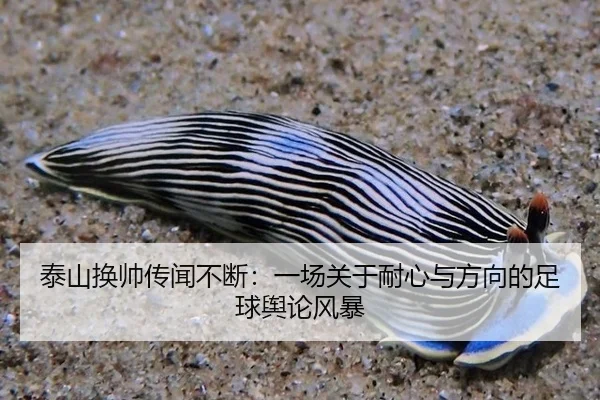 泰山换帅传闻不断：一场关于耐心与方向的足球舆论风暴